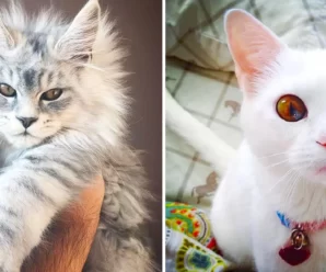 10 самых красивейших пород кошек на нашей планете